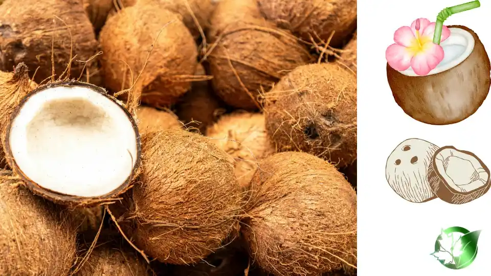 Source evaluation for Coconut Creamer should cover specification, packaging, document package, logistics, and true import cost.